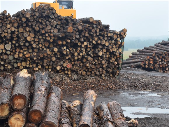 Ottawa annonce de nouvelles mesures pour soutenir le secteur forestier canadien 