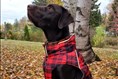 Vêtements d’hiver pour chiens : plus utiles que futiles  