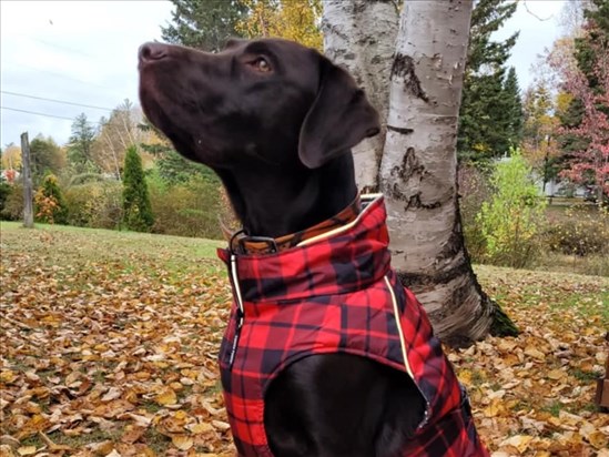 Vêtements d’hiver pour chiens : plus utiles que futiles  