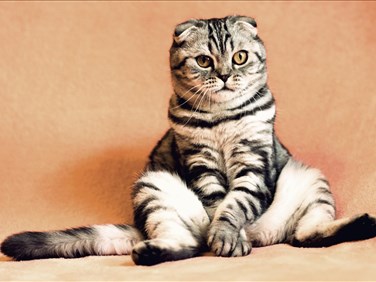 Pourquoi investir dans des services professionnels pour vos animaux peut simplifier votre vie