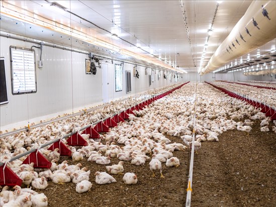 Le Saguenay-Lac-Saint-Jean pourrait doubler sa production en 2026