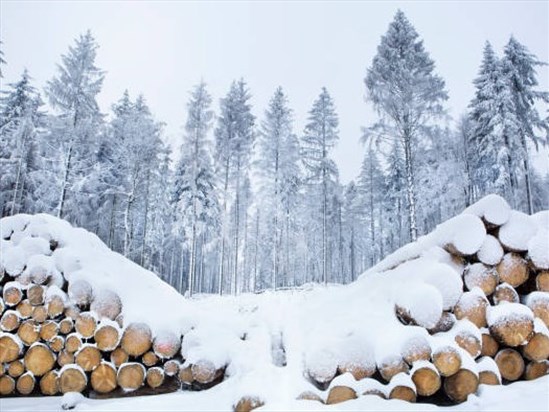 Les entrepreneurs forestiers en situation critique