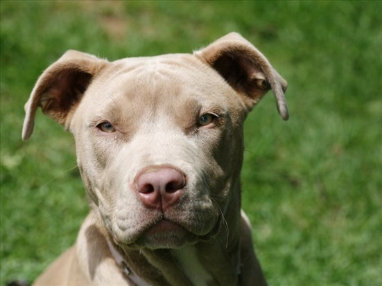 Un pitbull bientôt euthanasié