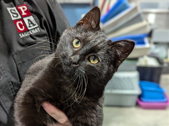 Les adoptions en léger recul et plus d’abandons