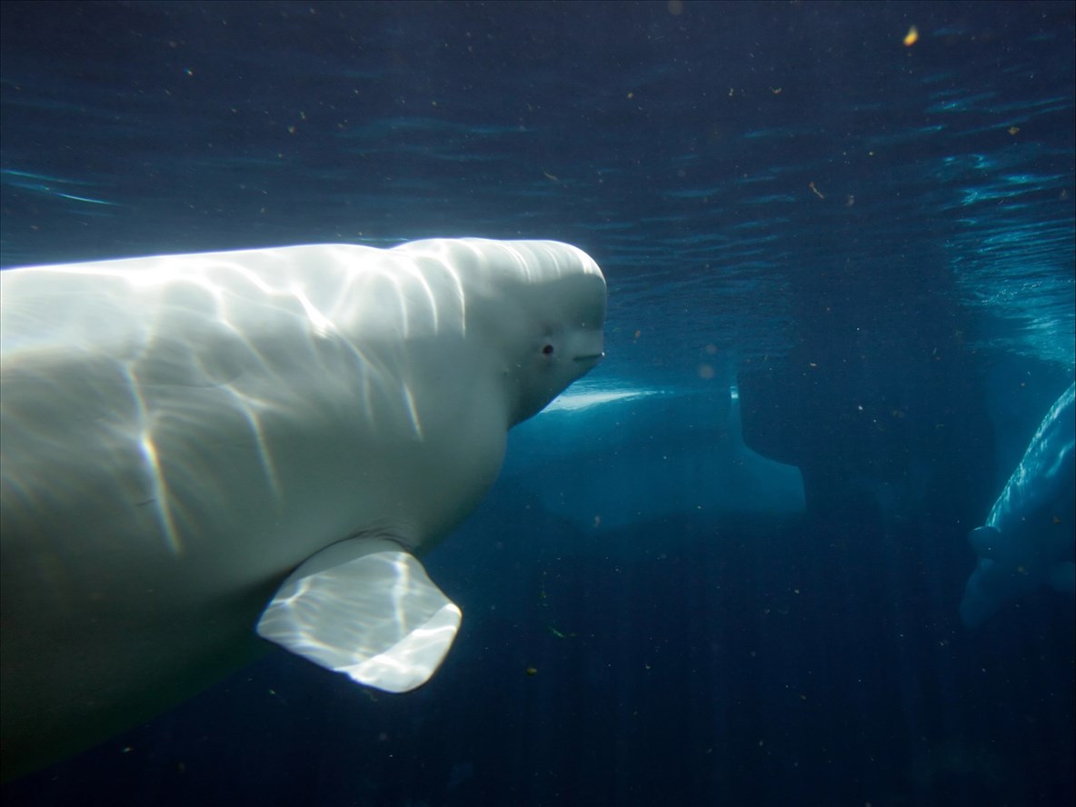 La mitigation au cœur de la solution selon les bloquistes