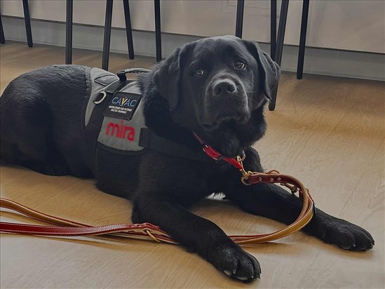 Un chien d’assistance judiciaire au CAVAC pour soutenir les victimes