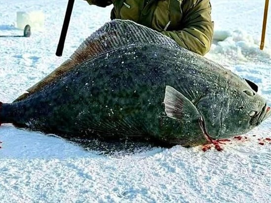 Un tirage au sort pour le quota de flétans restant