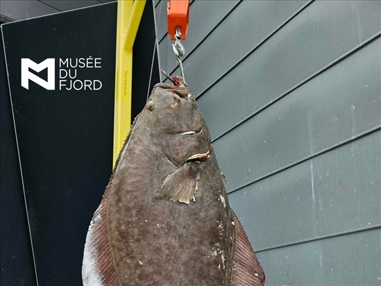 Les modalités du tirage au sort pour la pêche aux flétans dévoilées