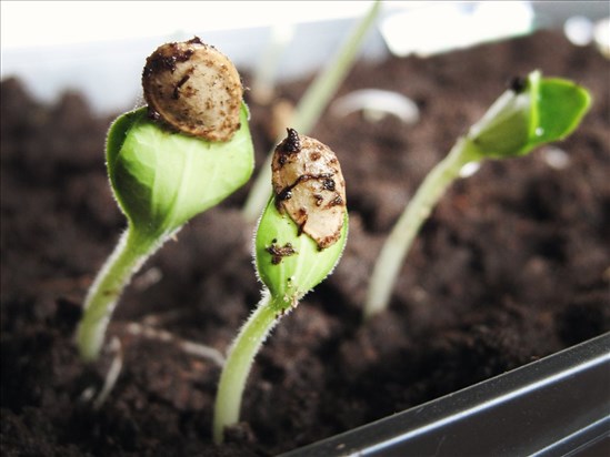 Perpétuer un patrimoine et célébrer l’agriculture locale 