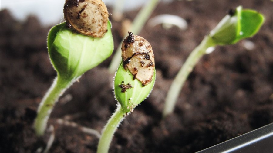 Perpétuer un patrimoine et célébrer l’agriculture locale 
