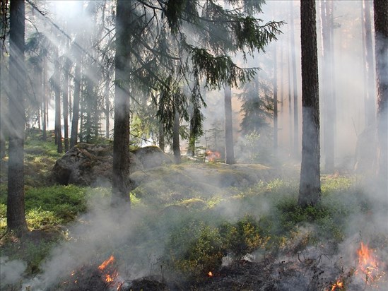 Ottawa injecte 316,7 M$ dans la lutte contre les feux de forêt