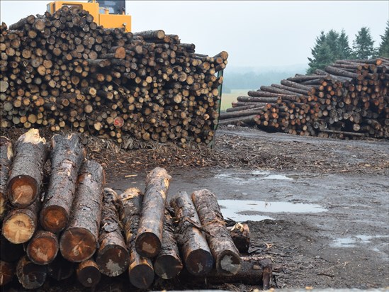 Québec met en place une « mini-réforme » du régime forestier