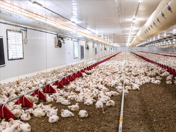 Les Éleveurs de volailles du Québec réclament aussi une exemption