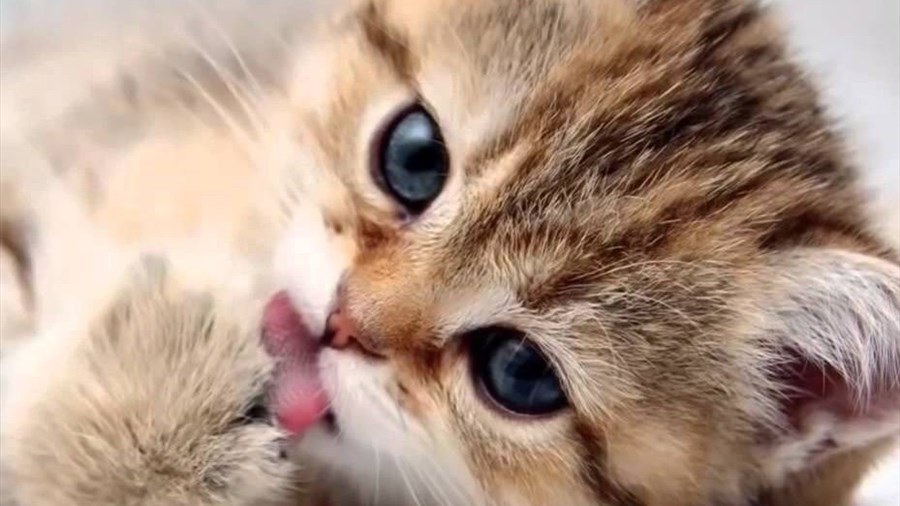 Assurances pour animaux : une paix d'esprit... parfois à gros prix