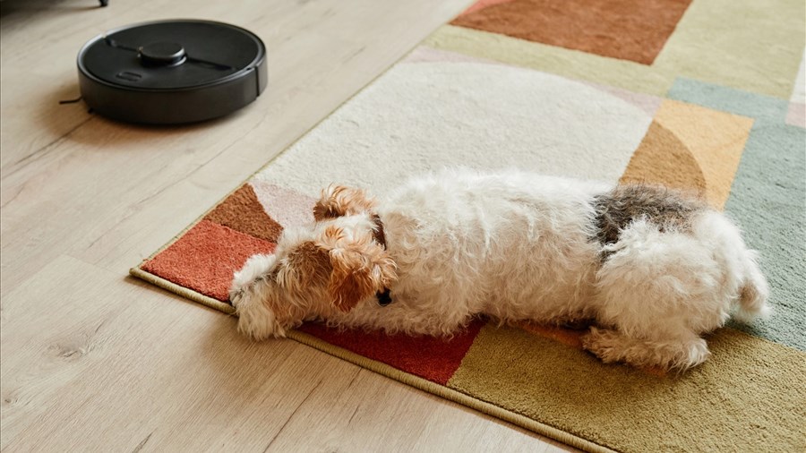 L’interdiction des animaux contraire à la Charte des droits et libertés
