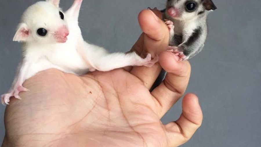 Une 10e saison couronnée de succès