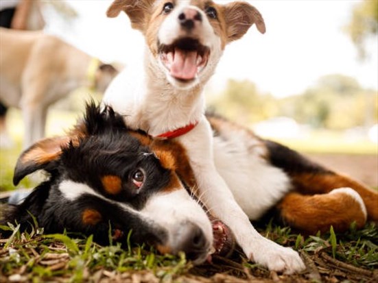 Chicoutimi aura son parc à chiens