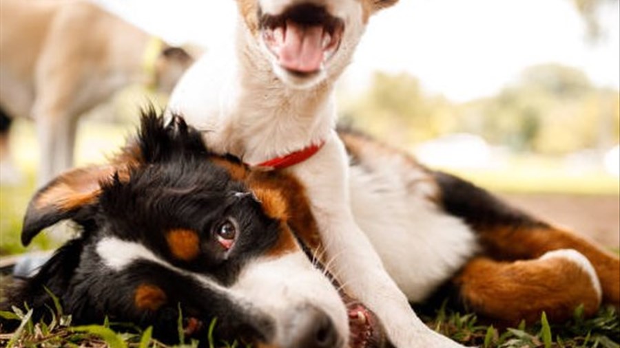 Chicoutimi aura son parc à chiens