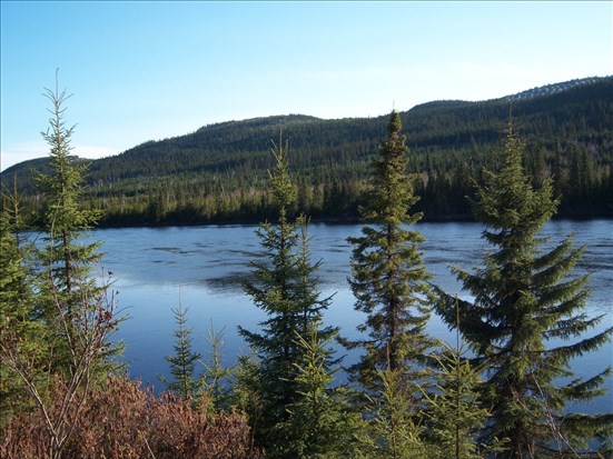 Le Mois de l’arbre et des forêts s’amorce au Saguenay–Lac-Saint-Jean