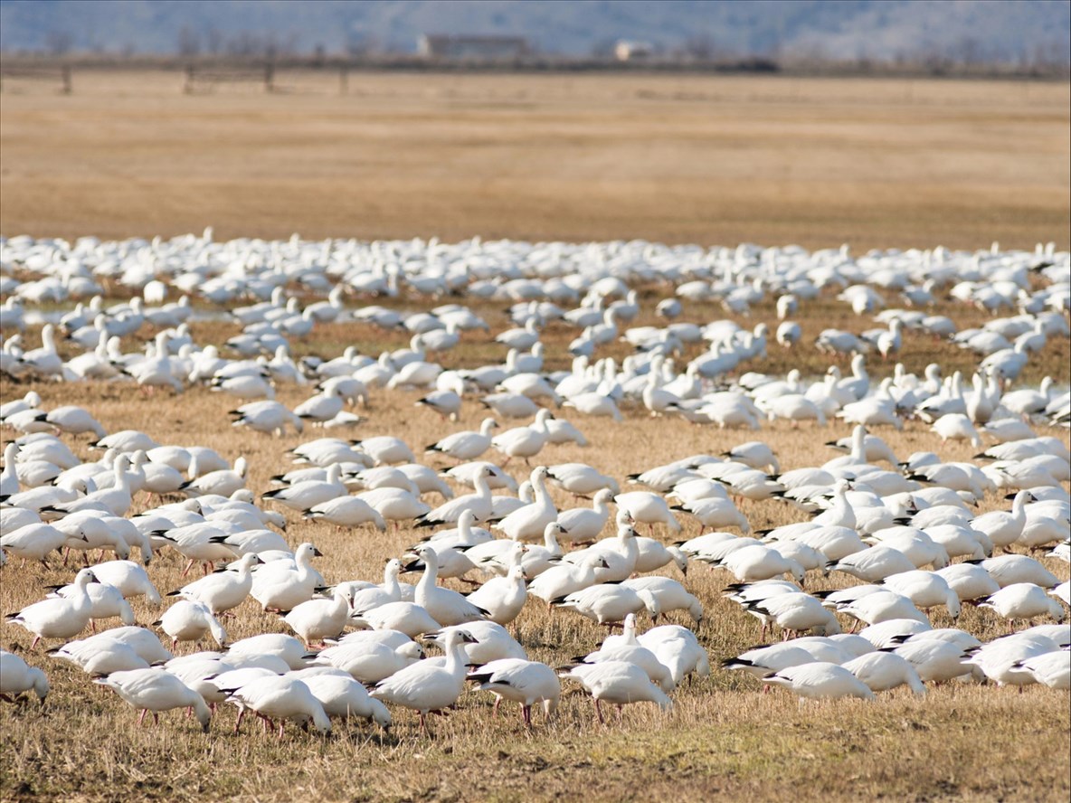 Opération d’effarouchement des oiseaux migrateurs dans la région
