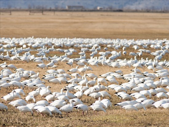 Opération d’effarouchement des oiseaux migrateurs dans la région