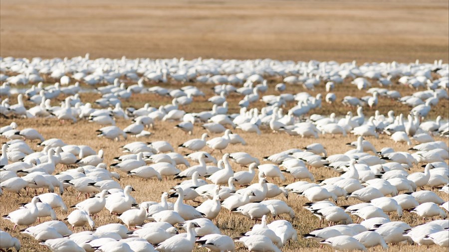 Opération d’effarouchement des oiseaux migrateurs dans la région