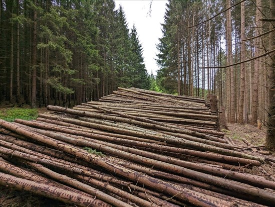 L’Alliance des communautés forestières exige des statuts clairs
