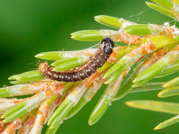 La SOPFIM s’attaquera à la tordeuse des bourgeons de l’épinette