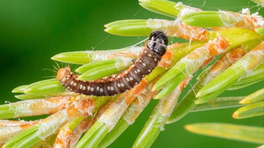La SOPFIM s’attaquera à la tordeuse des bourgeons de l’épinette