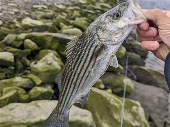 Une pêche scientifique du bar rayé dès cet été dans le Saguenay