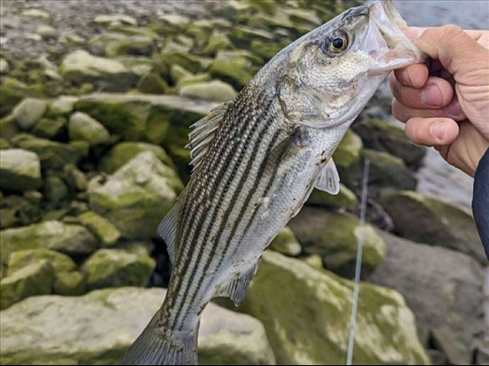 Une pêche scientifique du bar rayé dès cet été dans le Saguenay