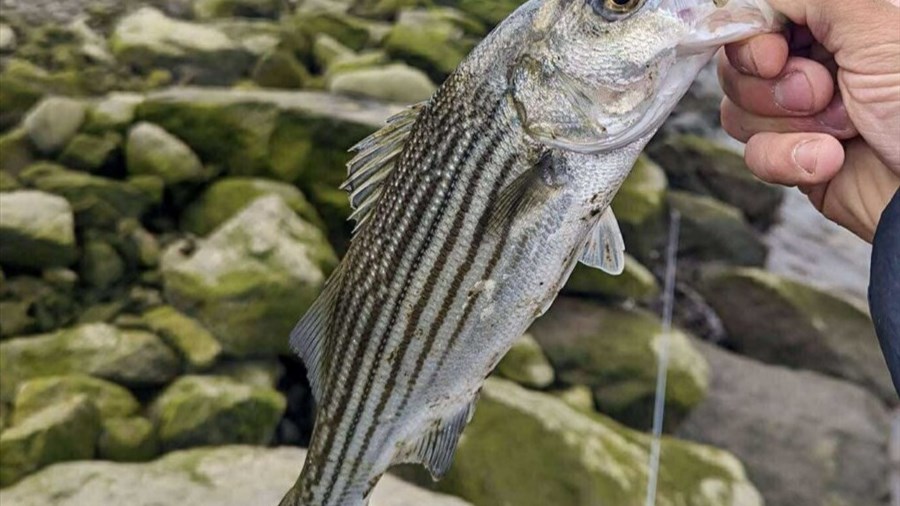 Une pêche scientifique du bar rayé dès cet été dans le Saguenay