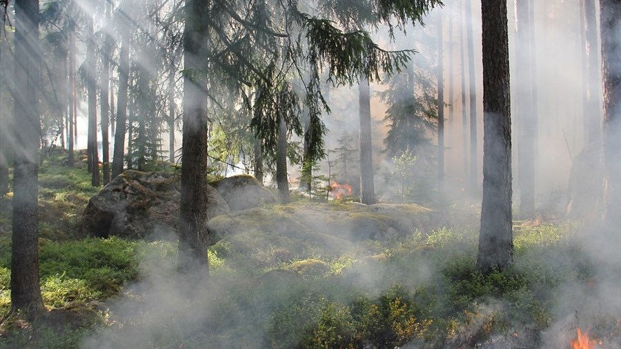 Levée de l'interdiction d’allumer des feux à ciel ouvert en forêt
