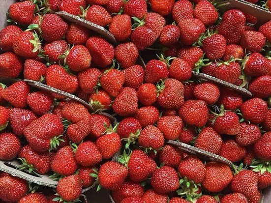 Les fraises du Québec font leur retour en épicerie