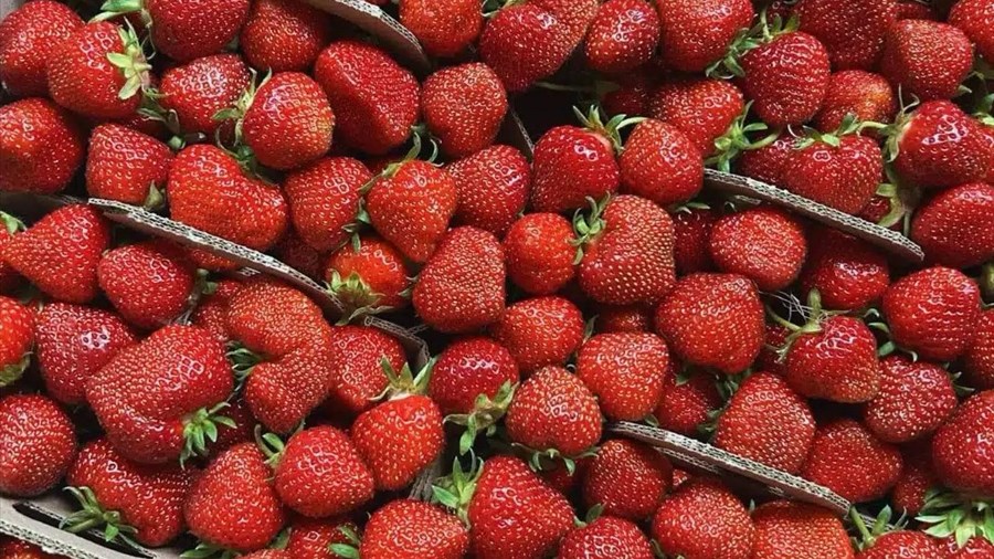 Les fraises du Québec font leur retour en épicerie