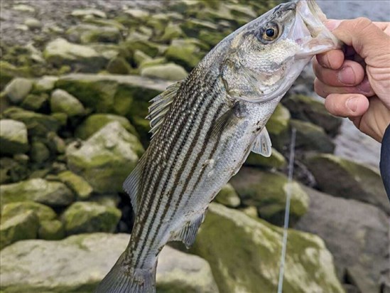 Les modalités précisées pour la pêche scientifique au bar rayé
