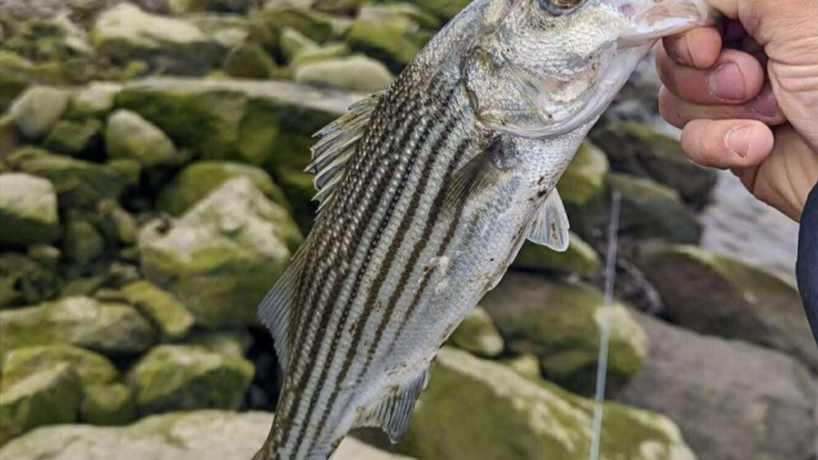 Les modalités précisées pour la pêche scientifique au bar rayé