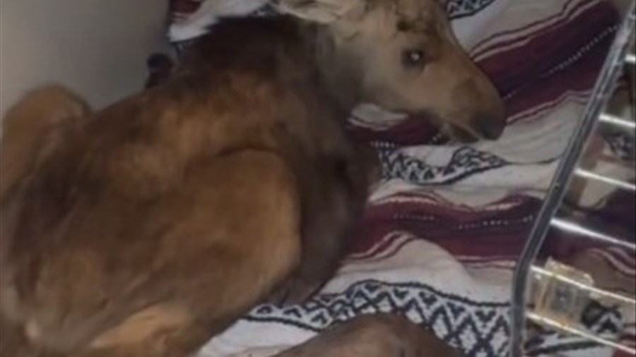 Un bébé orignal recueilli d’urgence au Zoo de Falardeau