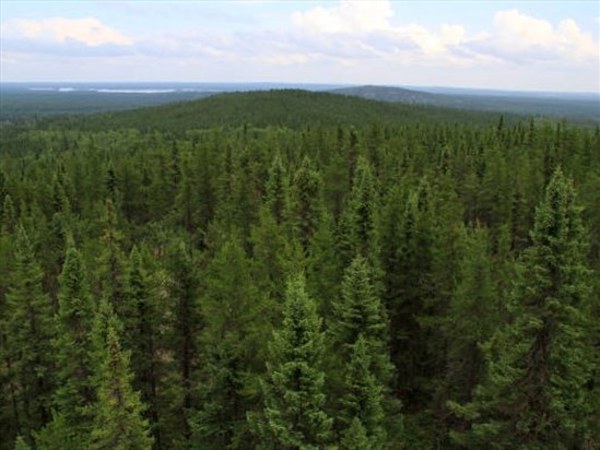 300 000 $ pour aménager les forêts publiques locales au Saguenay