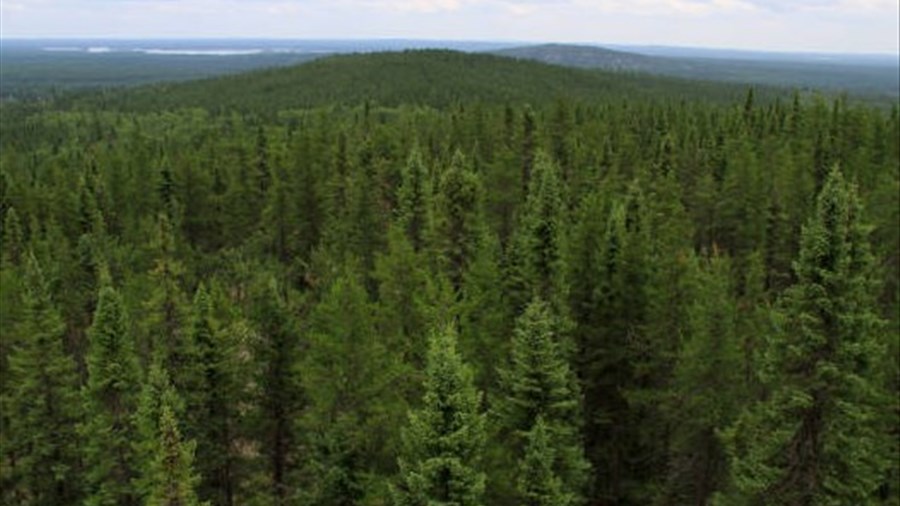 300 000 $ pour aménager les forêts publiques locales au Saguenay