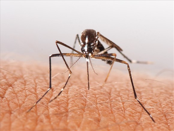 Saint-David-de-Falardeau lutte contre les insectes piqueurs