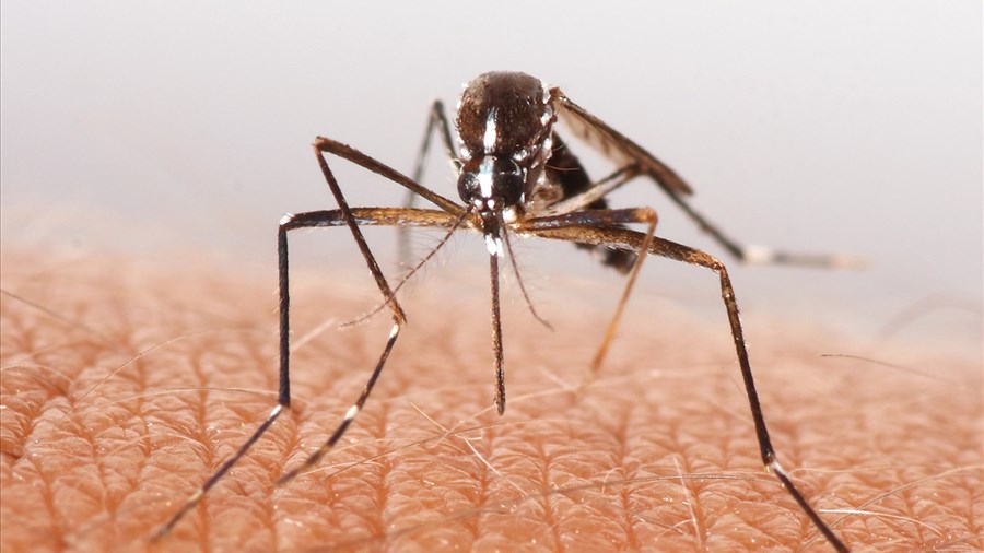 Saint-David-de-Falardeau lutte contre les insectes piqueurs