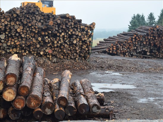 Des acteurs de la forêt s'unissent pour revendiquer une vraie réforme