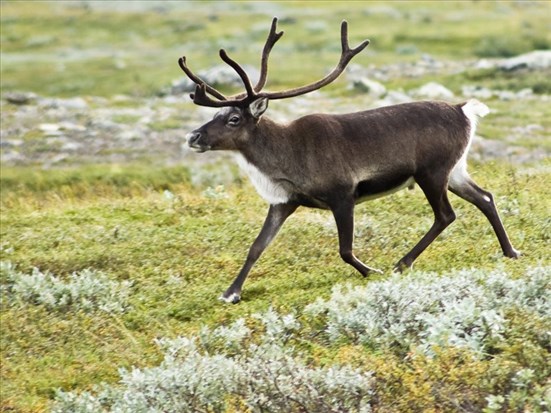 Ottawa et Québec s’entendent pour protéger le caribou