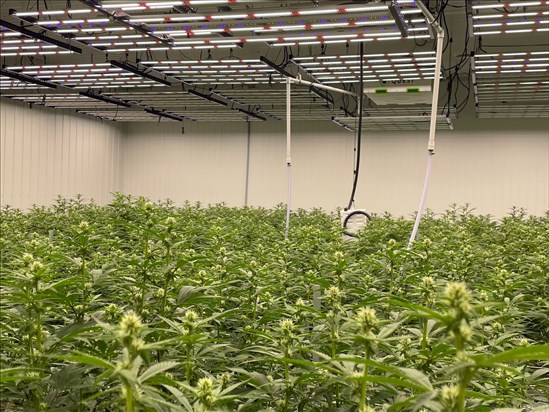 Le Gelato Bleu, premier cannabis régional à faire son entrée à la SQDC