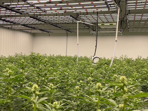 Le Gelato Bleu, premier cannabis régional à faire son entrée à la SQDC