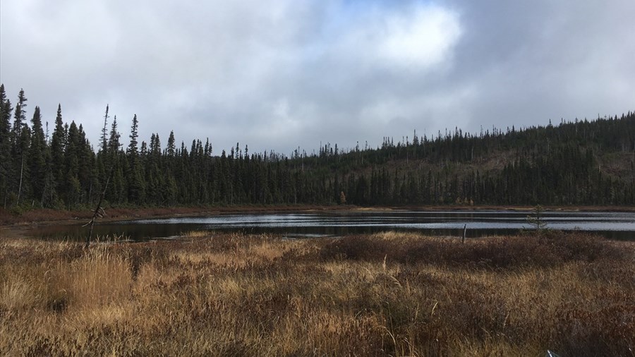 Des travaux d’inventaire forestier en cours au Saguenay–Lac-Saint-Jean