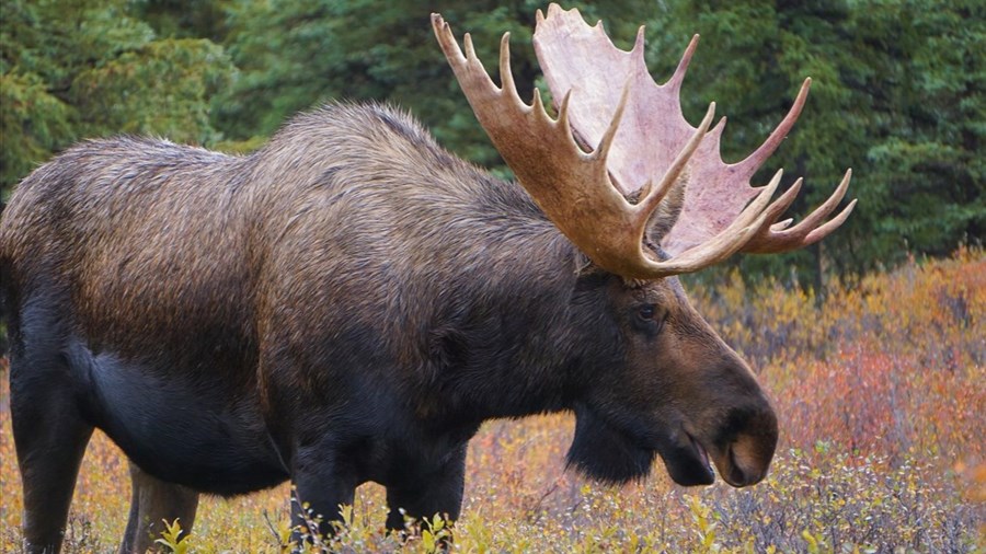 La FédéCP lance une formation en sur l’éviscération des gros gibiers